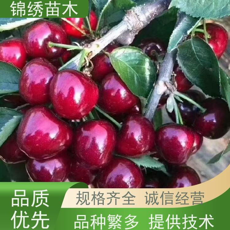 矮化櫻桃苗1-5年苗嫁接黑珍珠大櫻桃樹(shù)苗種植1-5公分瑞德德櫻基地