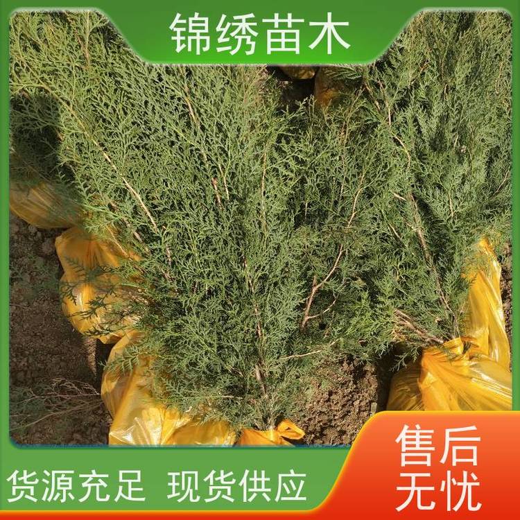 側(cè)柏苗油松營養(yǎng)缽大中小苗具有抗旱耐貧瘠耐寒超強(qiáng)抵御風(fēng)沙等特性