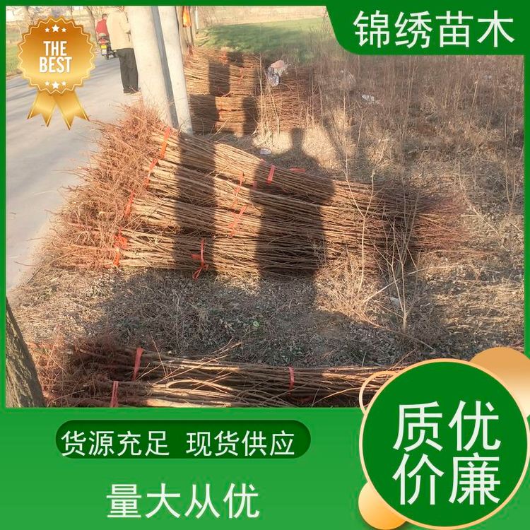 嫁接杏苗吊干杏地栽果樹苗當(dāng)年結(jié)果南方北方種植珍珠油杏樹苗