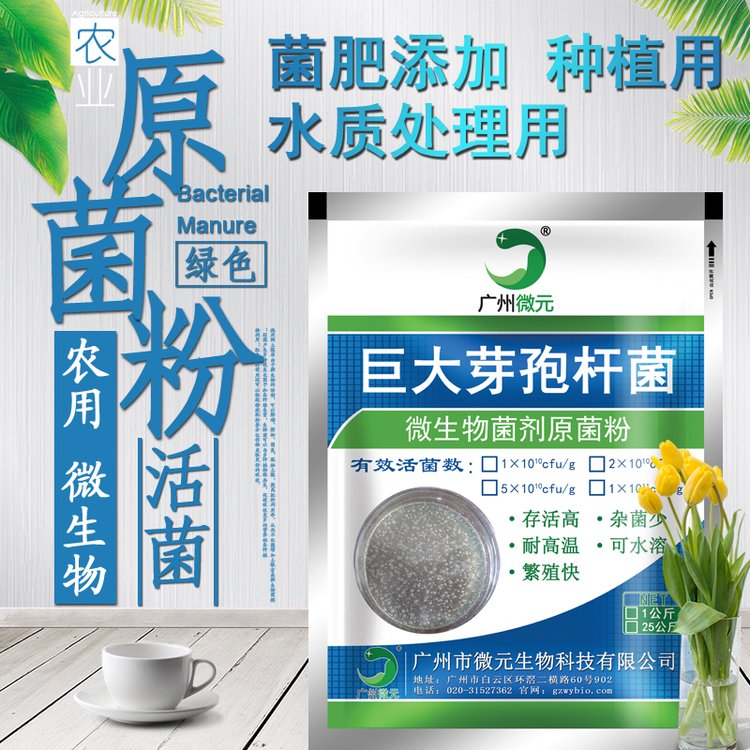 巨大芽孢桿菌微元生物供應(yīng)溶磷菌溶解無效性磷制作微生物菌肥添加