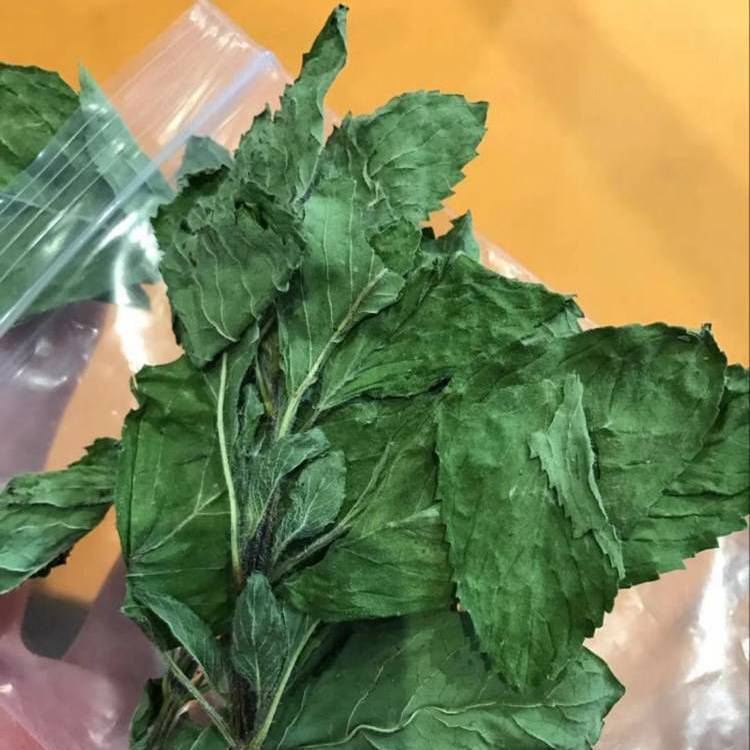 供應(yīng)薄荷芽薄荷苗色青薄荷葉