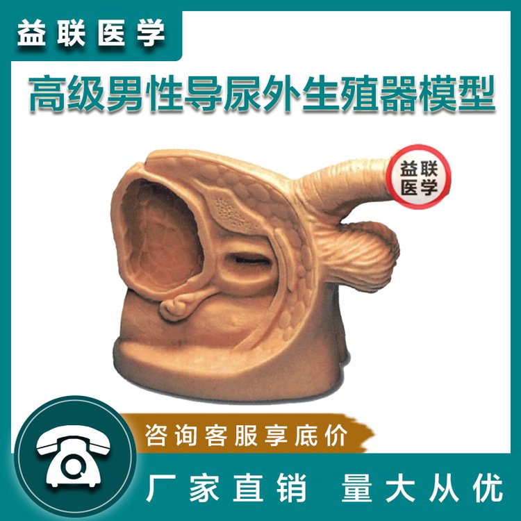 益聯(lián)醫(yī)學(xué)高級(jí)男性導(dǎo)尿外生殖器模型男生殖器解剖展示教學(xué)用具