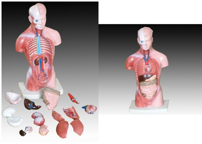 益聯(lián)醫(yī)學(xué)26CM軀干模型人體解剖模型醫(yī)學(xué)教學(xué)模型