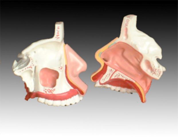 益聯(lián)醫(yī)學鼻腔解剖模型醫(yī)學教學模型人體解剖模型