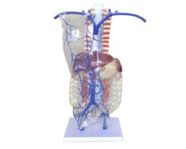 門靜脈及側(cè)支循環(huán)解剖模型