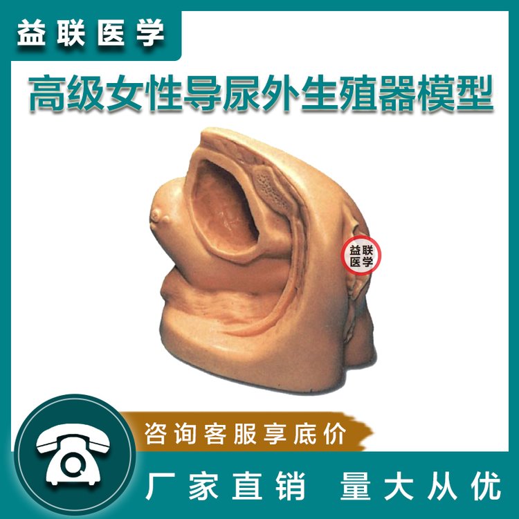 益聯(lián)醫(yī)學(xué)高級女性導(dǎo)尿外生殖器模型生殖器解剖展示用具護理訓(xùn)練