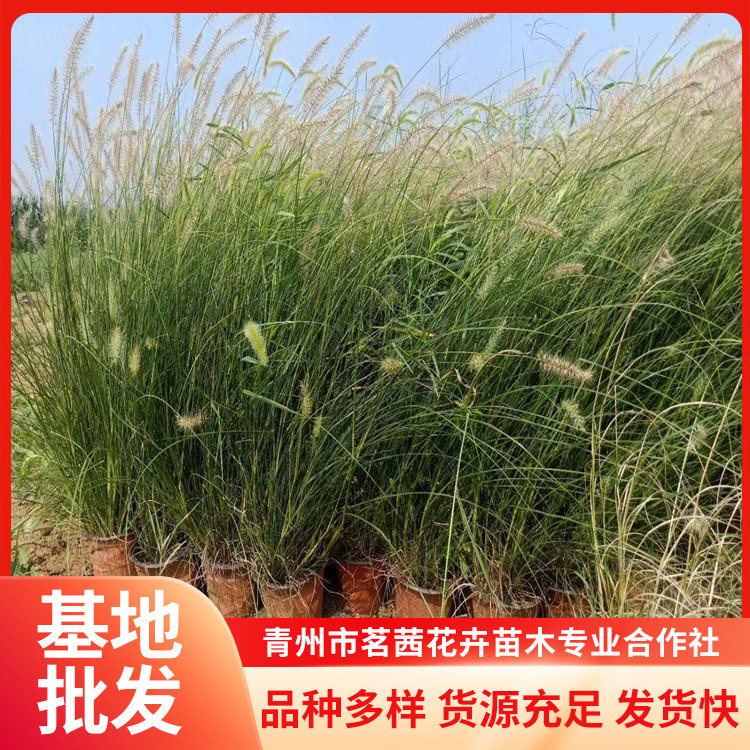 狼尾草批發(fā)園林景觀造景地面覆蓋率較高景觀植物