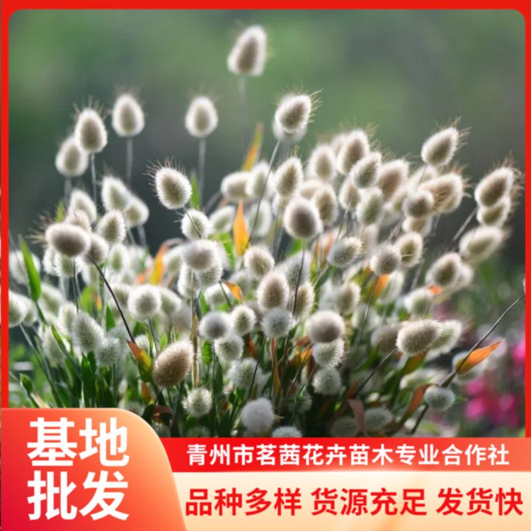 小兔子狼尾草出售園林綠化植物城市綠化栽植