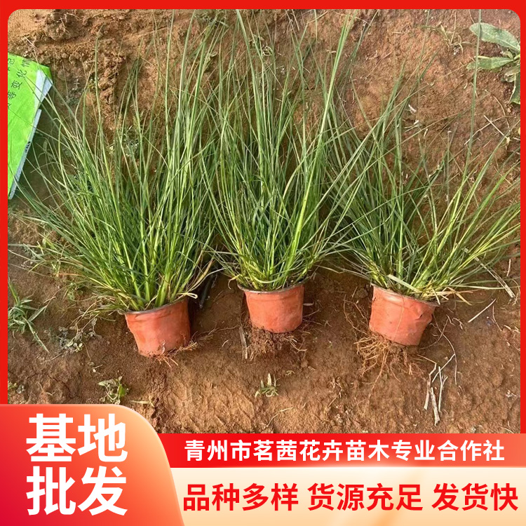 小兔子狼尾草批發(fā)草坪裝飾花卉草類植物用途廣泛