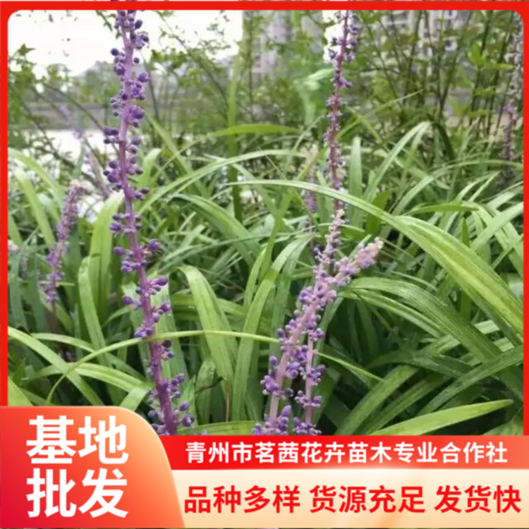 闊葉麥冬批發(fā)公園花壇工程苗可作花鏡點(diǎn)綴茗茜花卉