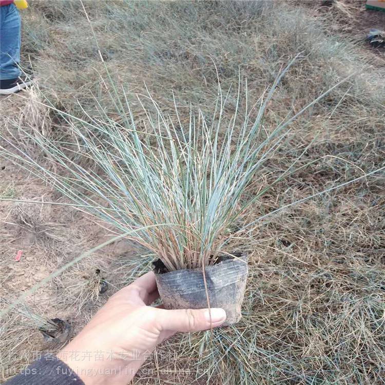 藍(lán)羊茅出售，藍(lán)羊茅種植廠家，觀賞草種植基地