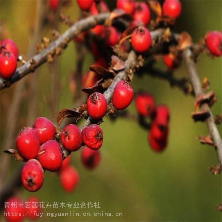 平枝荀子杯苗出售，平枝荀子，平枝荀子種植廠家