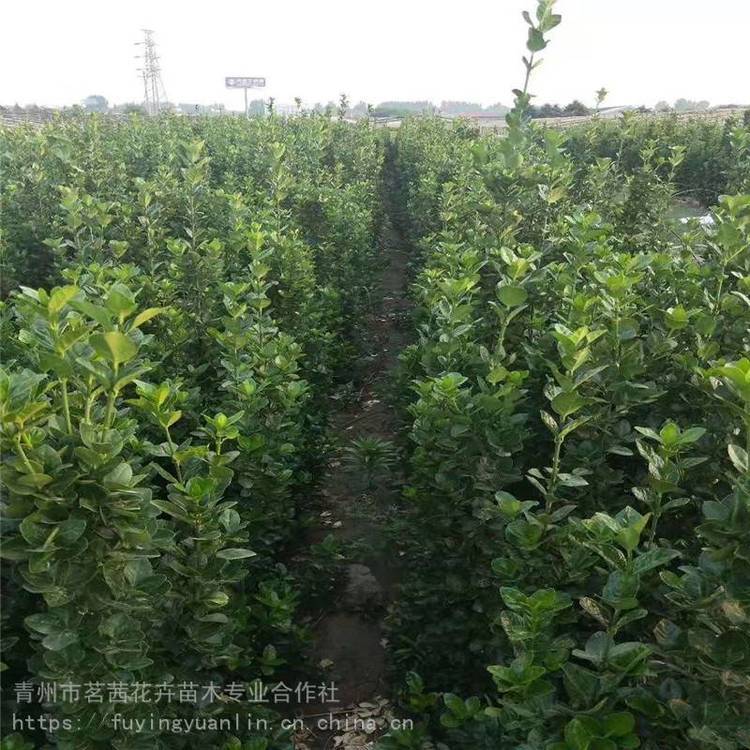 黃楊出售小苗杯苗高度20厘米到2米四季常綠茗茜