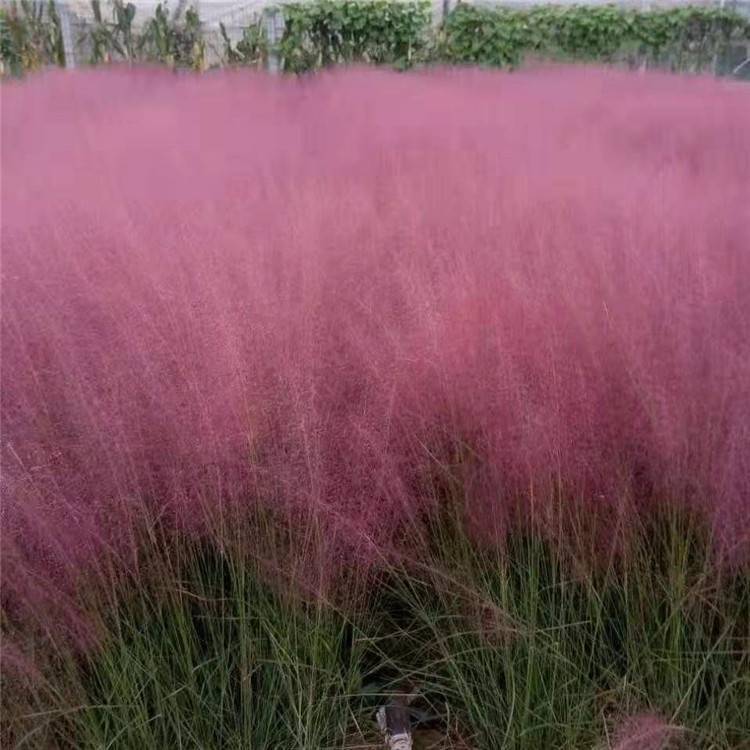 粉黛亂子草_粉黛亂子草小苗_粉黛亂子草的花期是幾月