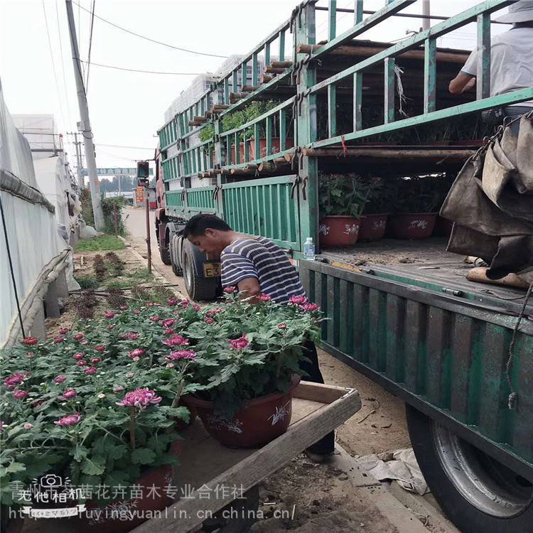 國慶節(jié)菊花，秋天開花的時令花卉