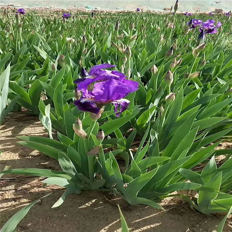 地被草花，工程用地被草花種類，地被綠籬