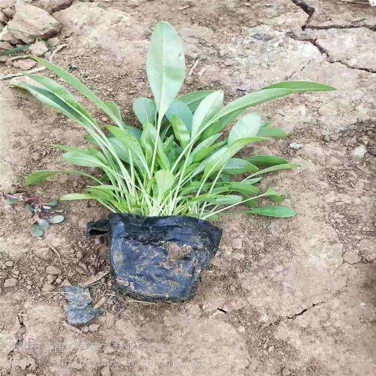 金雞菊種子出售，金雞菊小苗，金雞菊一平方克