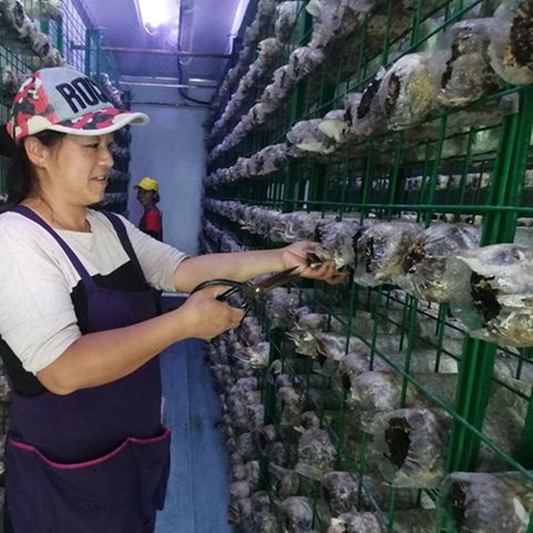 香菇生長發(fā)育架食用菌塑膠鐵絲網(wǎng)格出菇架菌種養(yǎng)植架鋼絲網(wǎng)焊接