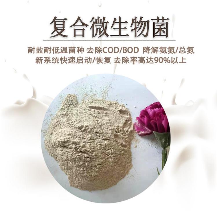 甘度污水處理菌種復合菌劑養(yǎng)豬廢水處理菌去除COD