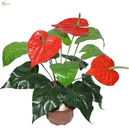 汕頭仿真植物綠植批發(fā)假植物假綠植報(bào)價(jià)客廳仿真紅掌盆栽批發(fā)