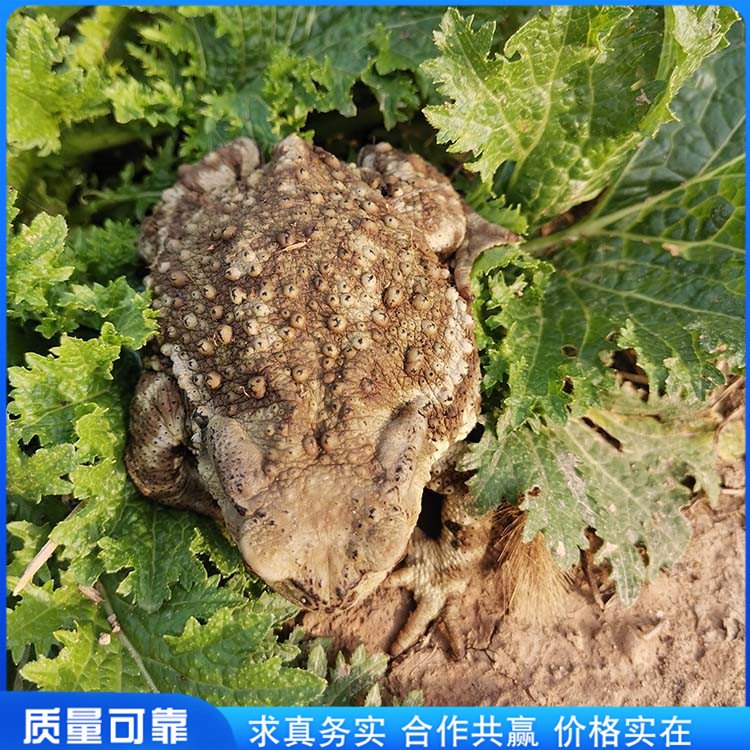 農(nóng)家散養(yǎng)蟾蜍脫溫疥蛤蟆飼養(yǎng)改良癩疙寶體質(zhì)結(jié)實(shí)