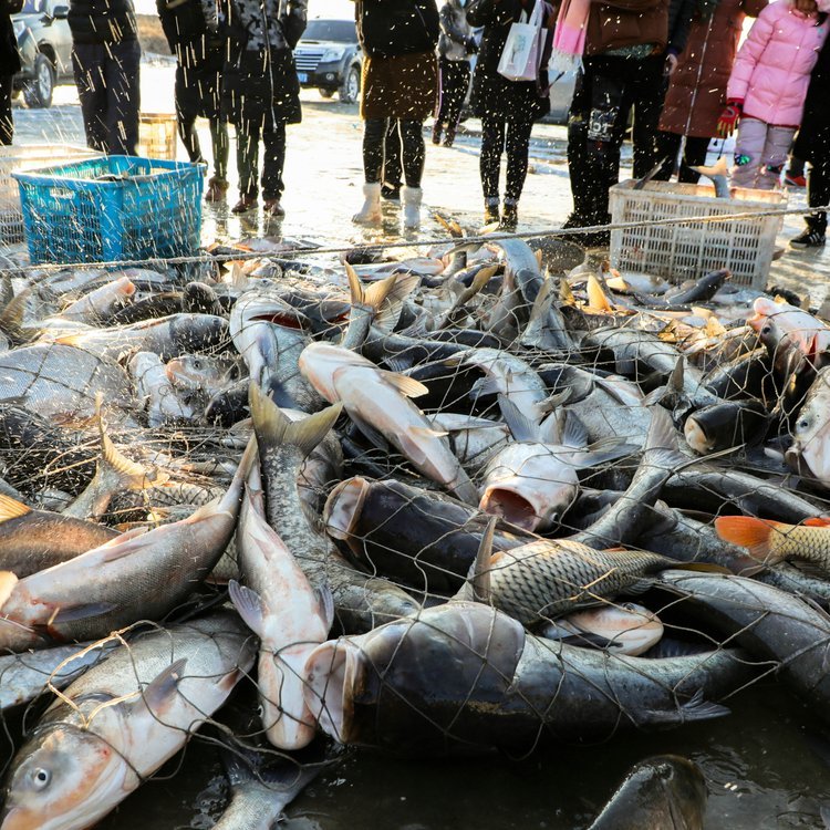 花鰱魚批發(fā)市場花鰱魚進貨渠道大花鰱魚價格