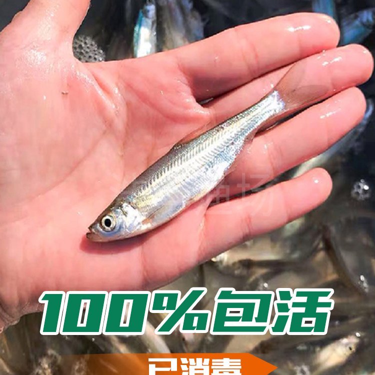 黑龍江增值放流大白魚苗興凱湖大白魚苗繁育公司興凱湖翹嘴魚魚苗規(guī)格齊全