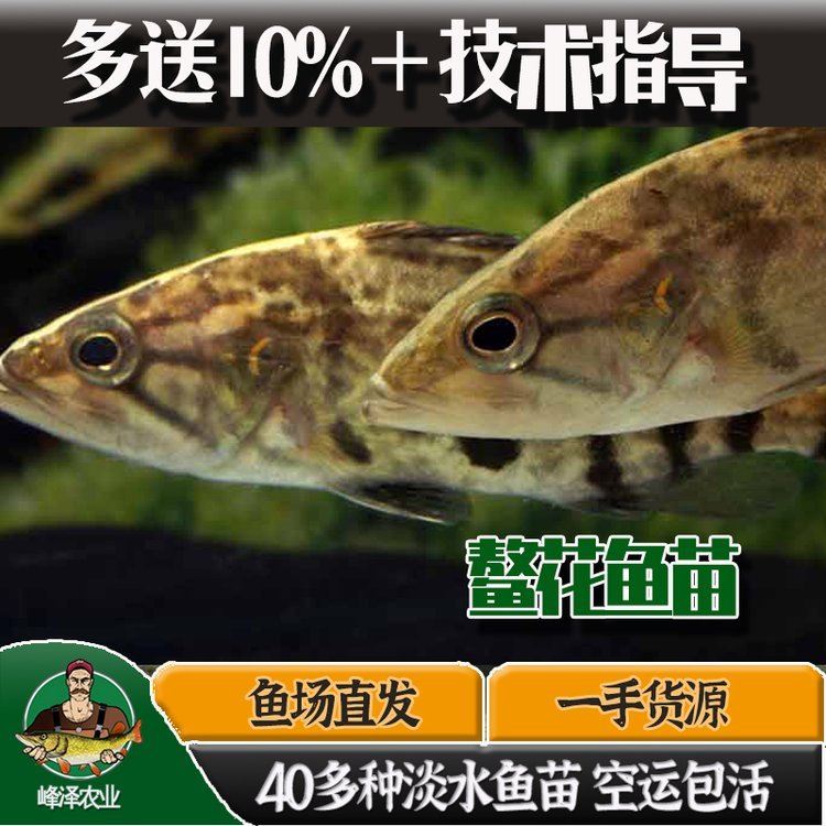 鰲花魚人工養(yǎng)殖鰲花魚養(yǎng)殖技術(shù)鰲花魚苗多錢一斤