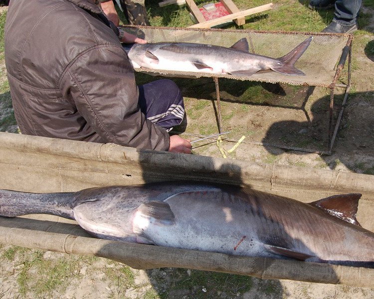 廣西鴨嘴魚(yú)銷(xiāo)售公司南寧鴨嘴魚(yú)苗供應(yīng)商廣西商品鴨嘴魚(yú)廠家直