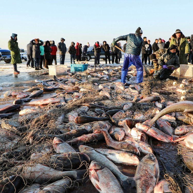 長(zhǎng)期大量供應(yīng)東北胖頭魚東北胖頭魚貨源價(jià)格東北胖頭魚批發(fā)價(jià)