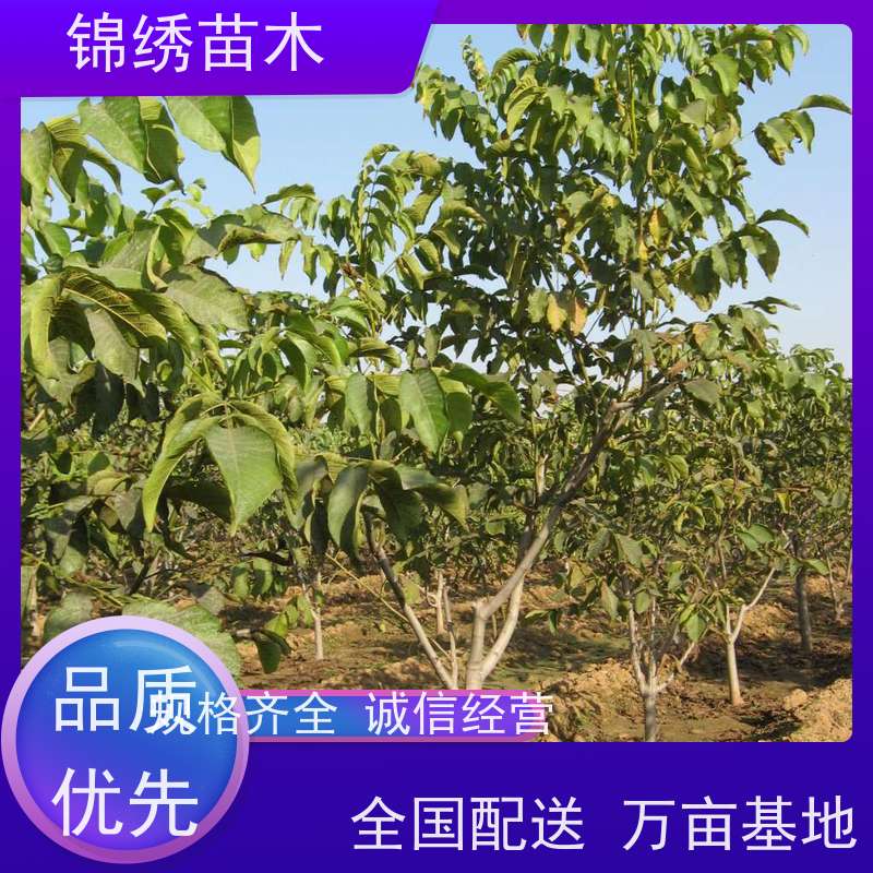 香玲核桃苗批發(fā)成活率高適應性強清香核桃樹苗密植栽培產(chǎn)量高