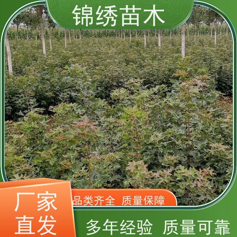 基地大量供應叢生元寶楓樹苗耐寒園林工程防護林工礦區(qū)綠化樹種