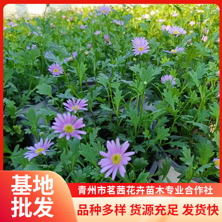 姬小菊批發(fā)基地美化環(huán)境根系發(fā)達植株旺盛茗茜花卉