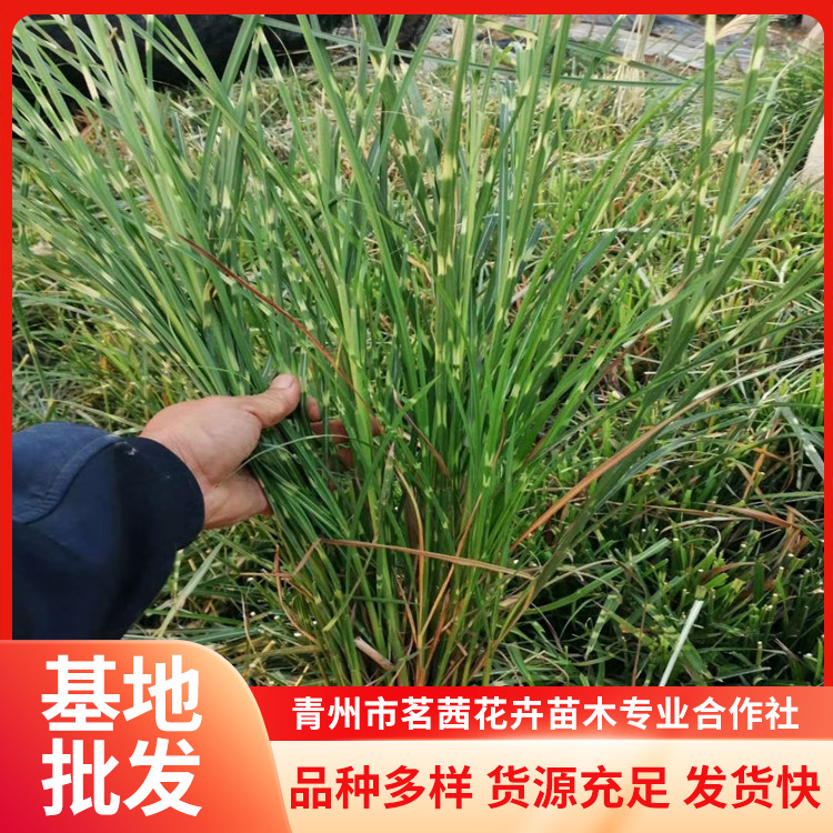 斑葉芒小苗批發(fā)景觀工程草類植物植株健壯養(yǎng)護簡單