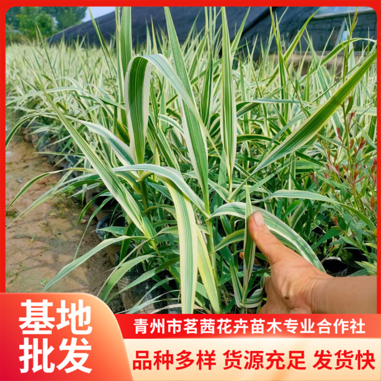 花葉蘆竹小苗品種多樣盆栽觀賞株型美觀園林綠化植物