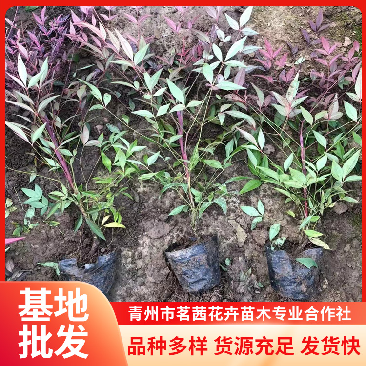 茗茜南天竹種植基地道路公園綠化常用色塊植物高度40-80厘米