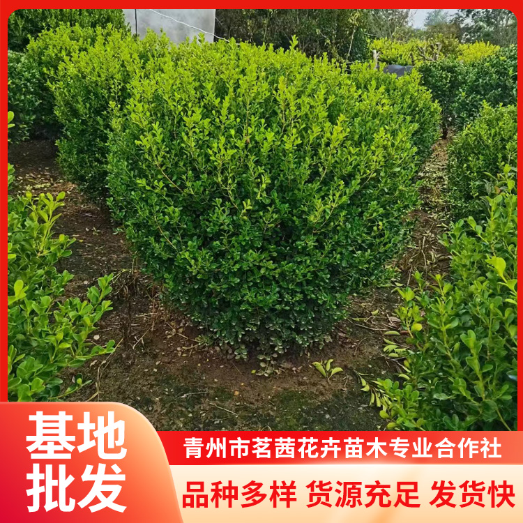 北方種植小葉黃楊基地公園小區(qū)栽植樹形優(yōu)美精心包裝茗茜