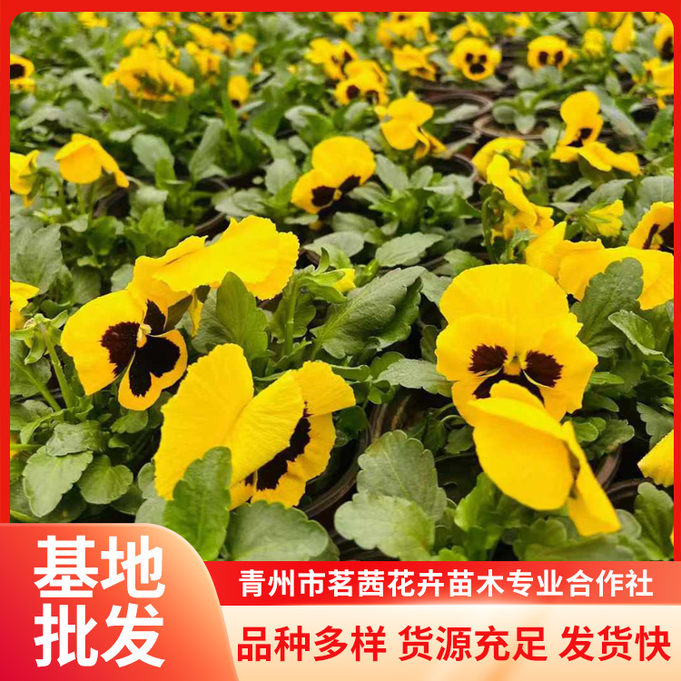 三色堇穴盤苗冬季組擺栽植草花觀賞價(jià)值高易種植