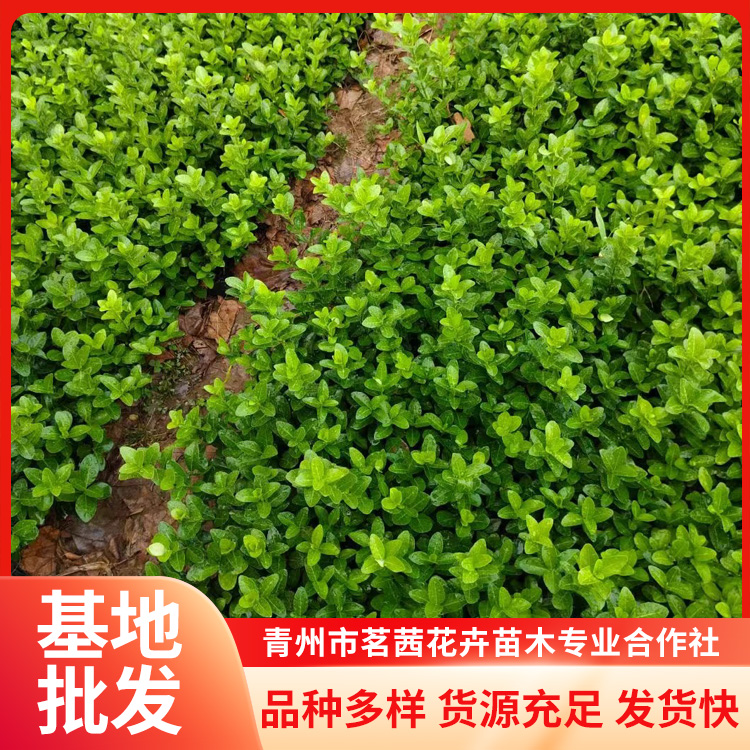 茗茜苗圃種植出售衛(wèi)矛地栽盆栽苗高度50冠幅15綠化耐寒綠籬植物