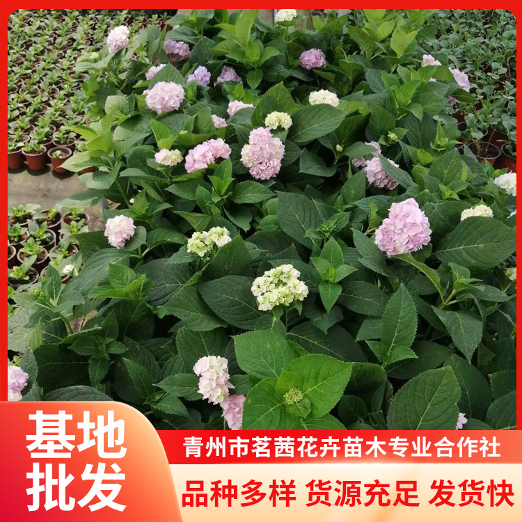 茗茜花卉出售綠化繡球亮紅無盡夏美化環(huán)境庭院公園觀賞類花