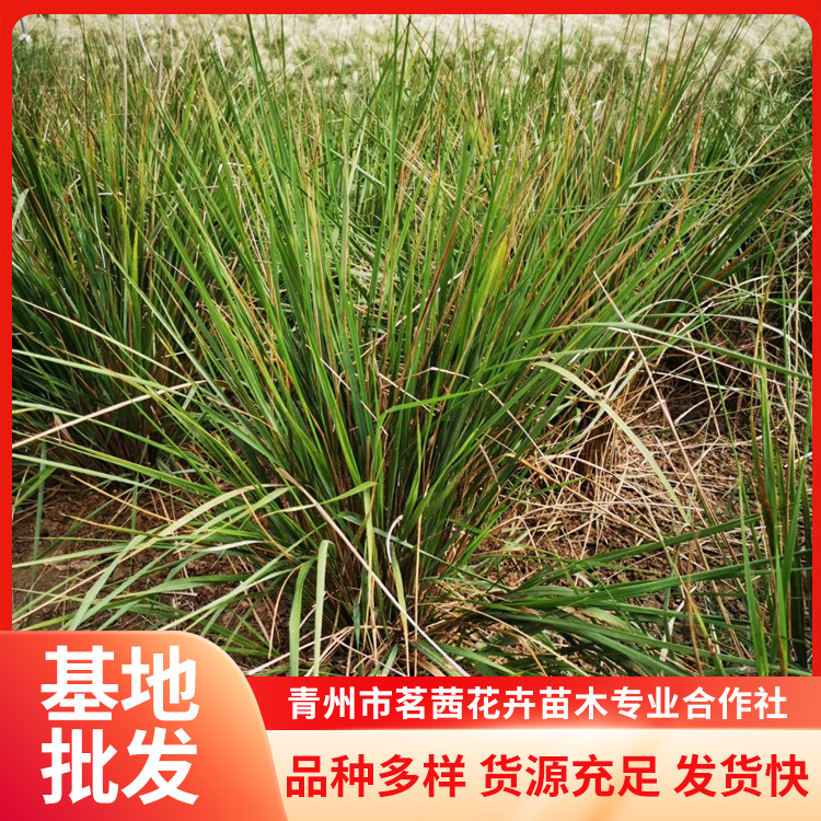 卡爾拂子茅小苗種植基地茗茜花卉對(duì)土壤要求不嚴(yán)