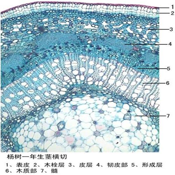 楊樹(shù)一年生莖橫切植物類(lèi)裝片莖及莖的變態(tài)動(dòng)植物切片顯微鏡用